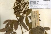 <strong>Leguminosae-Papilionoideae - Millettia - Millettia warneckei Harms var. warneckei</strong><br />© hnb