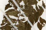 <strong>Olacaceae - Olax - Olax subscorpioidea Oliv.</strong><br />© hnb
