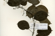 <strong>Menispermaceae - Kolobopetalum - Kolobopetalum auriculatum Engl.</strong><br />© hnb