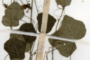 <strong>Passifloraceae - Adenia - Adenia cissampeloides (Planch. ex Hook.) Harms</strong><br />© hnb