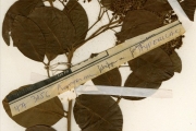 <strong>Clusiaceae - Psorospermum - Psorospermum corymbiferum Hochr. var. corymbiferum</strong><br />© hnb