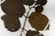<strong>Rubiaceae - Sarcocephalus - Sarcocephalus latifolius (Sm.) Bruce</strong><br />© hnb