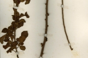 <strong>Burseraceae - Commiphora - Commiphora africana (A. Rich.) Engl.</strong><br />© hnb