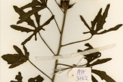 <strong>Malvaceae - Hibiscus - Hibiscus asper Hook.f.</strong><br />© hnb