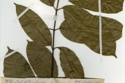 <strong>Apocynaceae - Saba - Saba comorensis (Bojer) Pichon</strong><br />© hnb