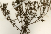 <strong>Lamiaceae - Basilicum - Basilicum polystachyon (L.) Moench</strong><br />© hnb