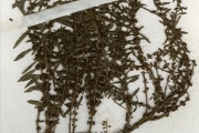 <strong>Lythraceae - Ammannia - Ammannia baccifera L.</strong><br />© hnb