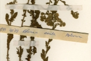 <strong>Asteraceae - Blumea - Blumea aurita (L.f.) DC.</strong><br />© hnb