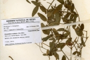 <strong>Leguminosae-Papilionoideae - Desmodium - Desmodium scorpiurus (Sw.) Desv.</strong><br />© hnb