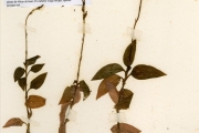 <strong>Orchidaceae - Zeuxine - Zeuxine elongata Rolfe</strong><br />© hnb