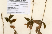 <strong>Orchidaceae - Zeuxine - Zeuxine elongata Rolfe</strong><br />© hnb