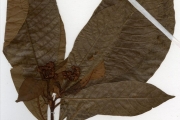<strong>Rubiaceae - Psychotria - Psychotria vogeliana Benth.</strong><br />© hnb