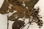 <strong>Clusiaceae - Harungana - Harungana madagascariensis Lam. ex Poir.</strong><br />© hnb