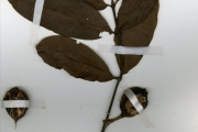 <strong>Rubiaceae - Cuviera - Cuviera macroura K.Schum.</strong><br />© hnb