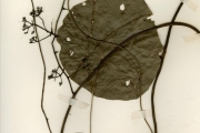 <strong>Menispermaceae - Stephania - Stephania dinklagei (Engl.) Diels</strong><br />© hnb