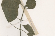 <strong>Acanthaceae - Eremomastax - Eremomastax speciosa (Hochst.) Cufod.</strong><br />© hnb