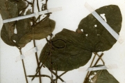 <strong>Leguminosae-Papilionoideae - Pueraria - Pueraria phaseoloides (Roxb.) Benth. var. javanica (Benth.) Baker f.</strong><br />© hnb