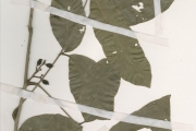 <strong>Anacardiaceae - Sorindeia - Sorindeia grandifolia Engl.</strong><br />© hnb