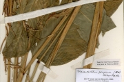 <strong>Marantaceae - Sarcophrynium - Sarcophrynium brachystachyum (Benth.) K.Schum.</strong><br />© hnb