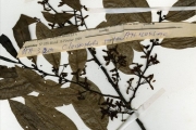 <strong>Annonaceae - Cleistopholis - Cleistopholis patens (Benth.) Engl. & Diels</strong><br />© hnb