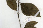 <strong>Rubiaceae - Psychotria - Psychotria calva Hiern</strong><br />© hnb