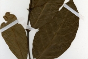 <strong>Rubiaceae - Coffea - Coffea canephora Pierre ex A.Froehner</strong><br />© hnb
