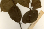 <strong>Rubiaceae - Coffea - Coffea canephora Pierre ex A.Froehner</strong><br />© hnb