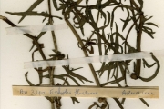 <strong>Asteraceae - Enhydra - Enhydra fluctuans Lour.</strong><br />© hnb