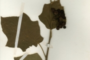 <strong>Solanaceae - Solanum - Solanum torvum Sw.</strong><br />© hnb