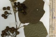 <strong>Solanaceae - Solanum - Solanum torvum Sw.</strong><br />© hnb