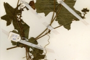 <strong>Cucurbitaceae - Luffa - Luffa aegyptiaca Mill.</strong><br />© hnb