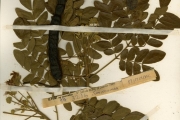 <strong>Leguminosae-Mimosoideae - Samanea - Samanea saman (Jacq.) Merr.</strong><br />© hnb