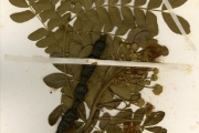 <strong>Leguminosae-Mimosoideae - Samanea - Samanea saman (Jacq.) Merr.</strong><br />© hnb