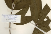 <strong>Myrtaceae - Syzygium - Syzygium jambos (L.) Alston</strong><br />© hnb