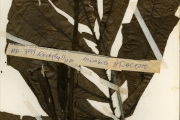 <strong>Araceae - Cercestis - Cercestis mirabilis (N.E.Br.) Bogner</strong><br />© hnb