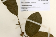 <strong>Moraceae - Ficus - Ficus thonningii Blume</strong><br />© hnb