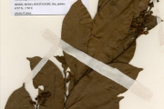 <strong>Malpighiaceae - Acridocarpus - Acridocarpus smeathmannii (DC.) Guill. & Perr.</strong><br />© hnb