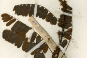 <strong>Leguminosae-Papilionoideae - Dalbergia - Dalbergia rufa G.Don</strong><br />© hnb