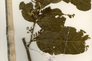 <strong>Sapindaceae - Blighia - Blighia unijugata Baker</strong><br />© hnb