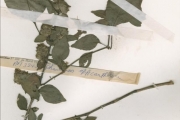 <strong>Acanthaceae - Phaulopsis - Phaulopsis ciliata (Willd.) Hepper</strong><br />© hnb