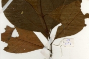 <strong>Rubiaceae - Psychotria - Psychotria vogeliana Benth.</strong><br />© hnb