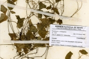 <strong>Cucurbitaceae - Cucumis - Zehneria capillacea (Schumach.) C.Jeffrey</strong><br />© hnb