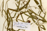 <strong>Leguminosae-Papilionoideae - Vigna - Vigna oblongifolia A.Rich.</strong><br />© hnb