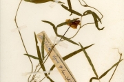 <strong>Leguminosae-Papilionoideae - Vigna - Vigna oblongifolia A.Rich.</strong><br />© hnb