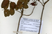 <strong>Connaraceae - Cnestis - Cnestis ferruginea Vahl ex DC.</strong><br />© hnb