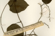<strong>Dioscoreaceae - Dioscorea - Dioscorea smilacifolia De Wild.</strong><br />© hnb