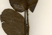 <strong>Chrysobalanaceae - Neocarya - Neocarya macrophylla (Sabine) Prance ex F.White</strong><br />© hnb
