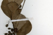 <strong>Sapotaceae - Manilkara - Manilkara obovata (Sabine & G.Don) J.H.Hemsl.</strong><br />© hnb