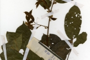 <strong>Leguminosae-Papilionoideae - Baphia - Baphia nitida Lodd.</strong><br />© hnb