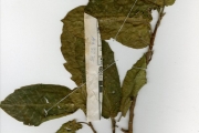 <strong>Moraceae - Ficus - Ficus asperifolia Miq.</strong><br />© hnb